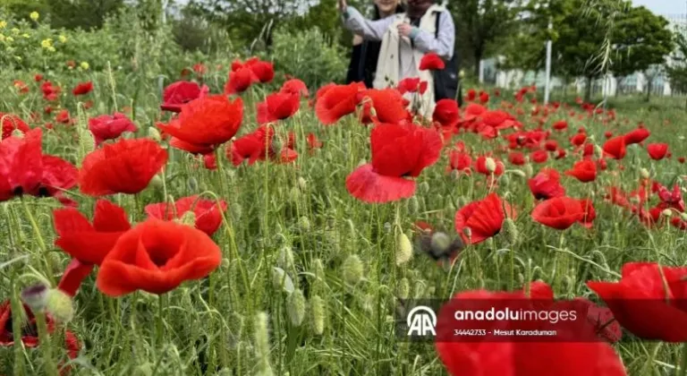 Tekirdağ'da gelincik tarlaları fotoğrafların doğal fonu oluyor