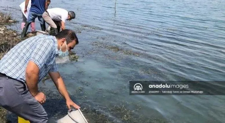 Tekirdağ'da göletlere 407 bin yavru sazan bırakıldı