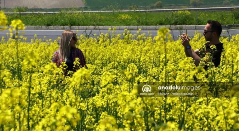 Tekirdağ'da kanola tarlaları fotoğraf tutkunlarını bekliyor