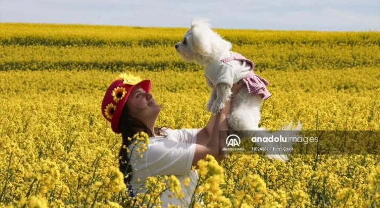 Tekirdağ'da kanola tarlaları fotoğrafçıların doğal stüdyosu oldu