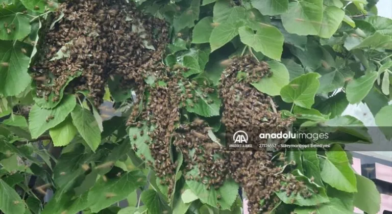 Tekirdağ'da oğul veren arı kolonisi, caddedeki ağaçtan alındı