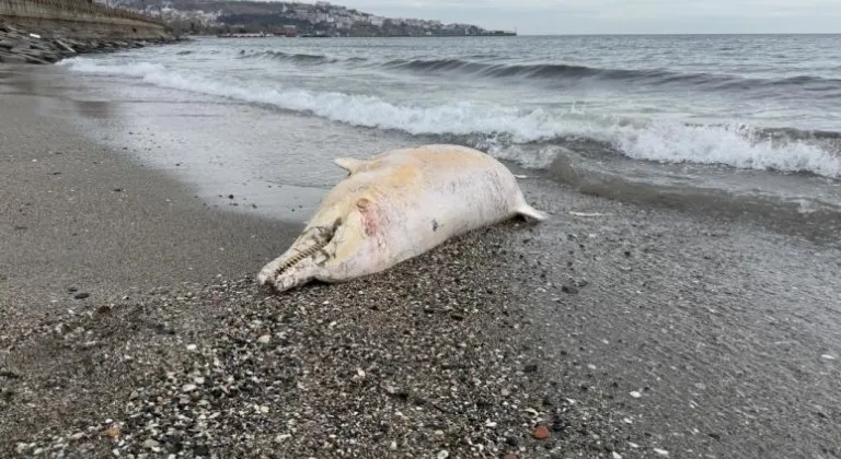 Tekirdağ'da ölü yunus karaya vurdu