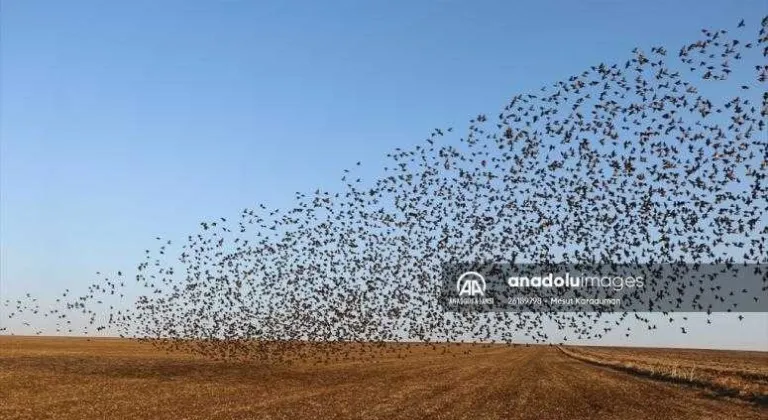 Tekirdağ'da sığırcıkların 