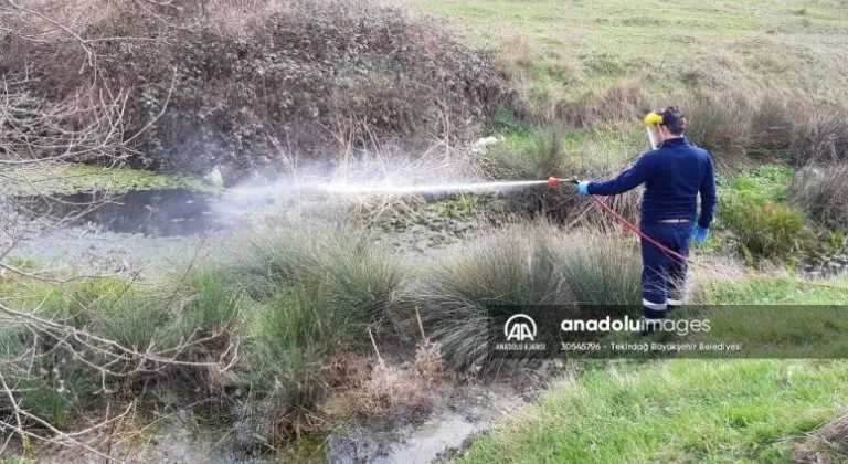 Tekirdağ'da sinek ve haşerelere karşı ilaçlama yapılıyor