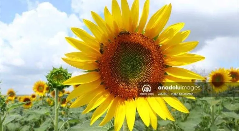 Tekirdağ'da tarlaları sarıya boyayan ayçiçekleri fotoğraf tutkunlarını bekliyor