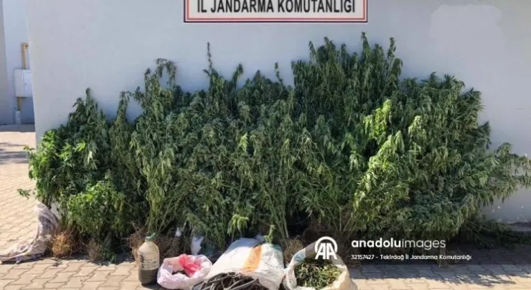 Tekirdağ'da tarlasında Hint keneviri ve esrar ele geçirilen zanlı tutuklandı