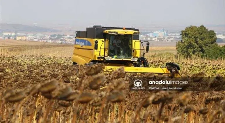 Tekirdağ'da yerli tohumdan üretilen ayçiçeğinin hasadı yapıldı