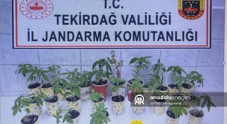   Tekirdağ'ın Çorlu ilçesinde kamu arazisine Hint keneviri ektiği tespit edilen şüpheli gözaltına alındı.