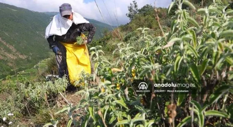 Tekirdağ'ın Ganos Dağı eteklerinden toplanan ada çayı 7 ülkeye ihraç ediliyor