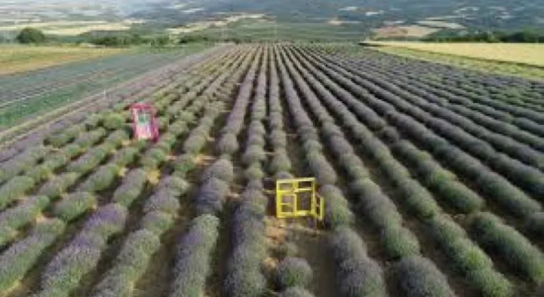 Tekirdağ'ın mor tarlaları yeni sezon için hazırlandı