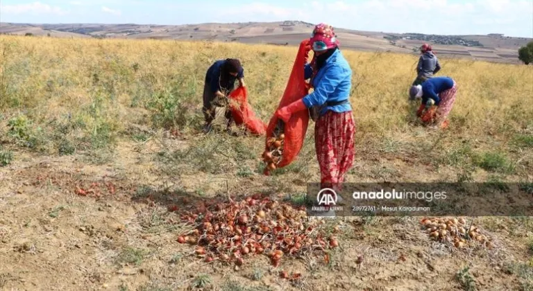 Tescilli Tekirdağ soğanında 3 bin ton rekolte bekleniyor