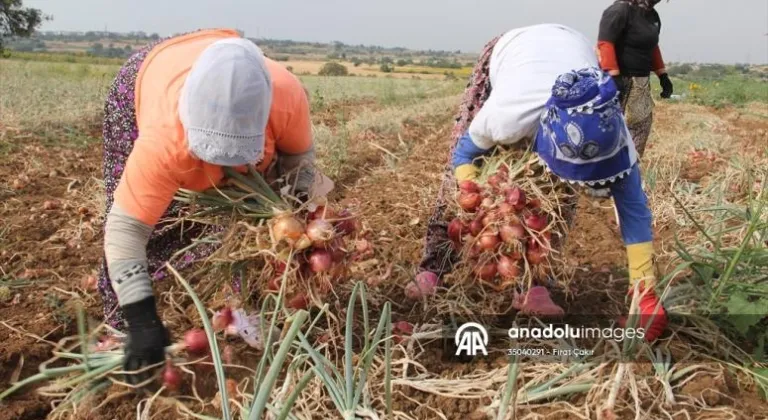 Tescilli Tekirdağ soğanında hasat zamanı