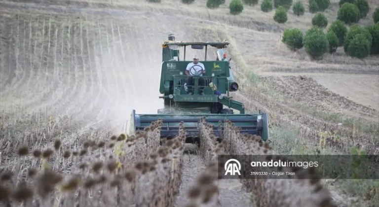 Trakya'da ayçiçeğinde hasat devam ediyor