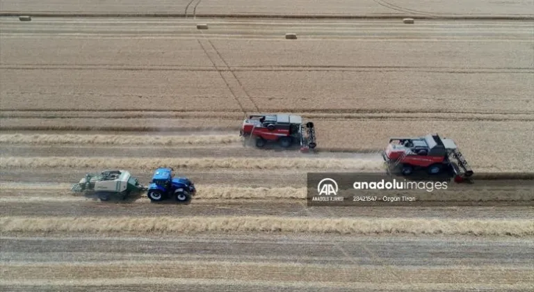 Trakya'da sertifikalı buğday tohumu verimiyle öne çıkıyor