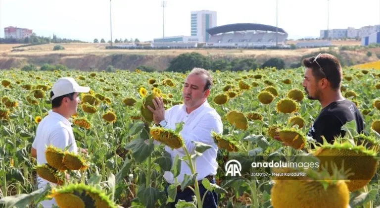 Trakya'da üretilen yerli hibrit ayçiçeği tohumu, birçok ilde üreticinin tercihi oldu