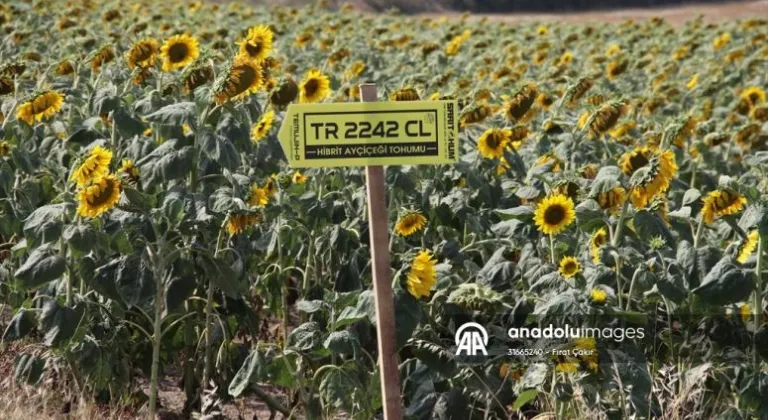 Trakya'da üretilen yerli hibrit ayçiçek tohumları Türkiye'de yaygınlaştırılacak