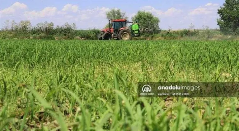 Türkiye'nin çeltik ambarında üreticinin 