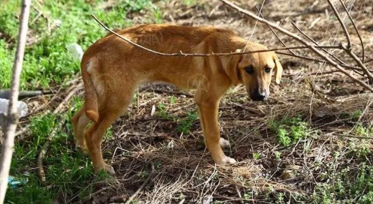 Üniversite öğrencileri sayesinde hasta ve bitkin yavru köpek bakıma alındı