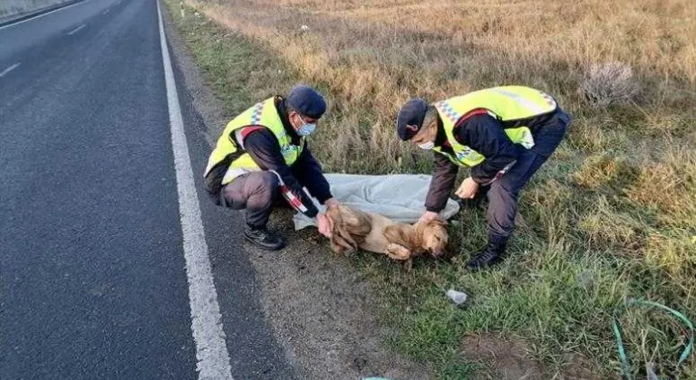 Yaralı Köpeğe Jandarmamızdan İlk Yardım