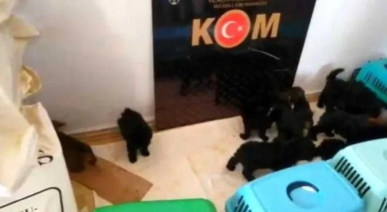 Yurtdışından getirdikleri 13 köpek yavrusu koruma altına alındı